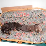 Gaestehaus Zur Seemoewe, 7, 