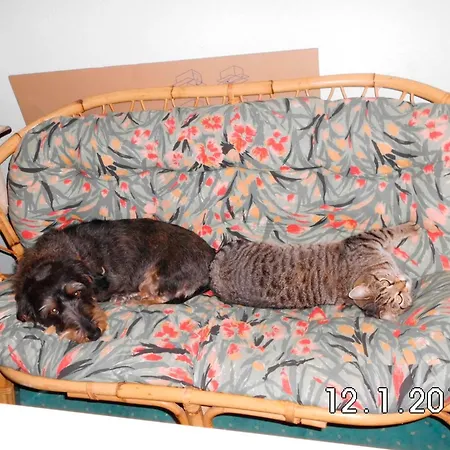 Gaestehaus Zur Seemoewe, 7, 